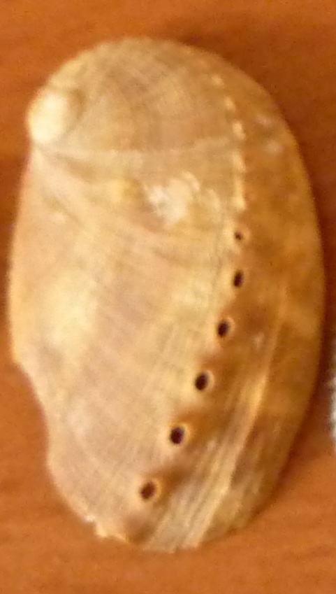 Haliotis tuberculata?